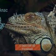 Шум Улучшения Кармы