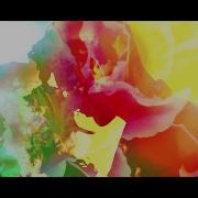 The Company Pretty Bird Dasco Club Mix