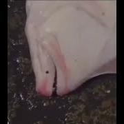 Screaming Fish