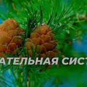 Саблиминал Сытин