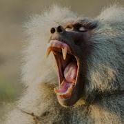Baboon