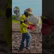 Cows Plowed