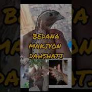 Bedana Ayoli Sayrashi Mp3
