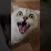 A A Aaa Aaaa Song Tik Tok