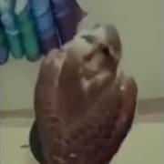 Мемный Звук Когда Скала Смотрит С Подозрением