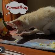 На Стол Быстро Kitten Offical Channel