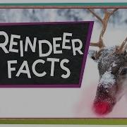 Reindeer Winter