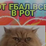 Я Кот Ебал Тебя В Рот