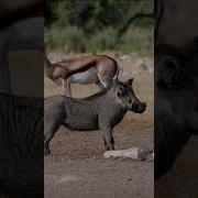 Warthog Pig