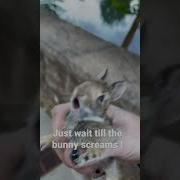 Tiny Bunny Screaming