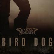 Shaman S Harvest Bird Dog