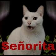 Senorita Cat Version