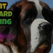 Sound Saint Bernard Barking