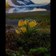 Flower Plateau