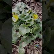 Как Как Как Же Не Легко Знать Ты Где То