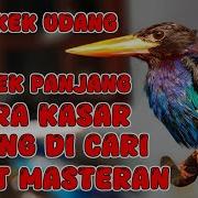 Suara Butung Tengkek Udang