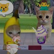 Happy Cat Compilation 43