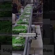 I Ll Be Easy Homegrown