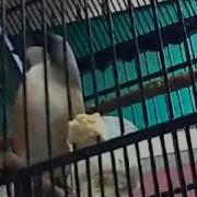 Sebastian Faulks Birdsong Mp3