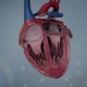 Heartbeat Beating