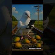 Pigeon Track