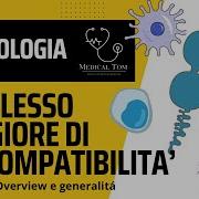 Immunologia Cellulare E Molecolare 9 Ed