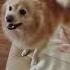 Coffin Dance Gabe The Dog