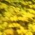 Bibio Cherry Blossom Road