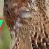 Raat Ki Liye Batair Ki Awaz Batair Ki Awaz Raat Ki Liye Common Quail Calling How To Catch Quail