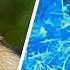 The World Through The Eyes Of Animals