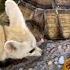 The Fox Fell In Love With The Kitten And Brings Him Food Лиса полюбила котенка и приносит ему корм