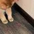 Shorts Funny Cat Reaction Video Cat Yodeling Meow Undertale Cat Video Song Dance Cute Kitty Sound E