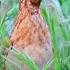 Morning Quail Batair Ki Awaz Subha Ke Liye Batair Ki Awaz 2025