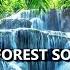Tropical Sounds