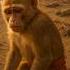 He Brought The Sea To The Desert A Heroic Monkey S Story Monkey Water Sadstory Ai Shorts