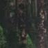 Moorland Songs The White Birch Royalty Free Music