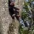 BABY BIGFOOT FILMED IN A TREE
