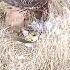 Ястреб ТЕТЕРЕВЯТНИК Трудовые будни Working Weekday Hawk Goshawk