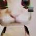 EL GATO IN MY MIND