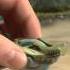 LEGO CHIMA The Ultimate Challenge