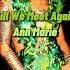Ann Marie Till We Meet Again Slomo
