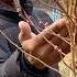 When To Prune My Blueberry Bush For A Large Harvest