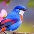 Birds Ringtone 2024 Viral Tone Birds Ringtone