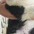 Shelty Izpiterskikhvolkov Dog Puppy Germania Love шелти биколор Germania