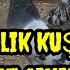 Satılık Güvercinler Oyun Kuşları NECO SENLIK