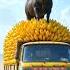 Grandmother Hungry Buffalo Run Away From Home And Started Eating Bananas Ai Cow