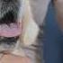 How To Trim Your Dog S Nails At Home With Dremel