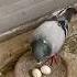 Buat Nyaman Telur Merpati Birds Pigeon Shorts