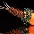 EASY Hot Spot Pheasant Tail Nymph Tie And Fish The BEST Jig Nymph