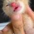 Timelapse Of Cute Kittens From 1 Day To 1 Month Cat Kitten Kucinglucu Catlover Timelapse